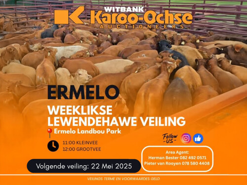 Karoo-Ochse Livestock Auction - Ermelo
