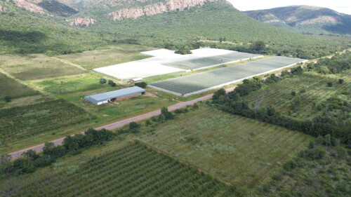 Auction Sale Of Farms With Packing Facilities And Export Opp