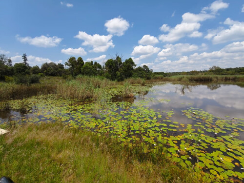 Auction Sale Of ±1420 Ha Farm, Feeding Lot & Loose Assets